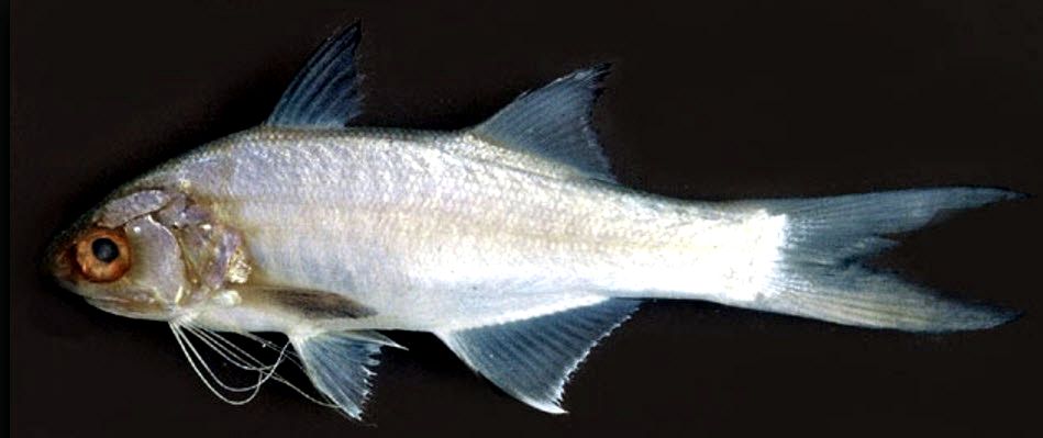 Galeoides decadactylus_05